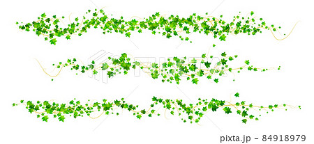 Ivy vines with green leaves, climbing plant 84918979