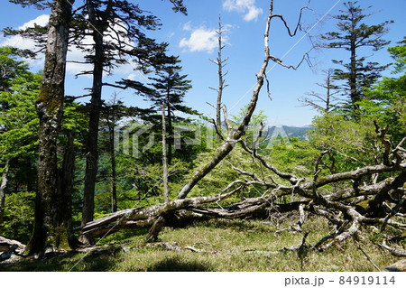 静岡県 高塚山への登山道 倒木など 静岡県 高塚山への登山道 倒木など 84919114
