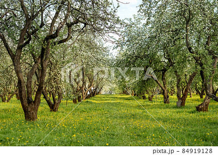 Rows of apple trees blooming in spring orchard 84919128