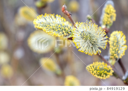 Yellow fluffy willow catkins close up 84919129