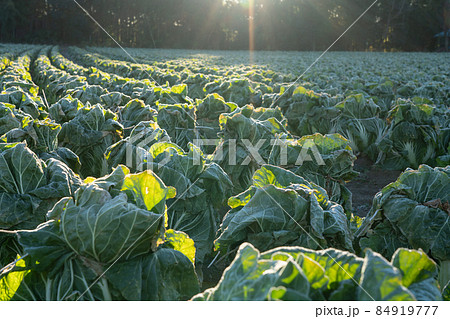 霜の降りた白菜　栽培　（1月）　越冬 84919777