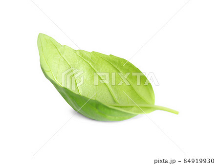 Fresh green basil leaf isolated on white Fresh green basil leaf isolated on white 84919930