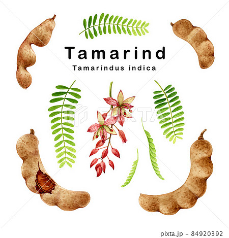 Tamarind fruit watercolor set illustration. Hand drawn realistic tamarindus indica fruit, beans, flower and leaves element collection. Tamarind sweet bean natural organic plant on white background 84920392