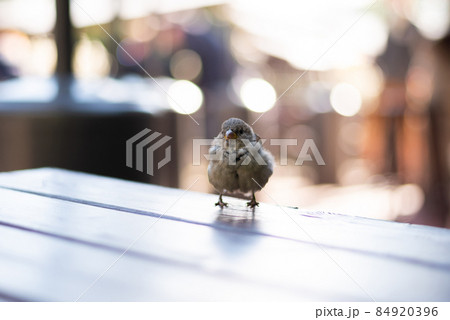 Urban sparrows in a cafe on the table. Urban sparrows in a cafe on the table. 84920396