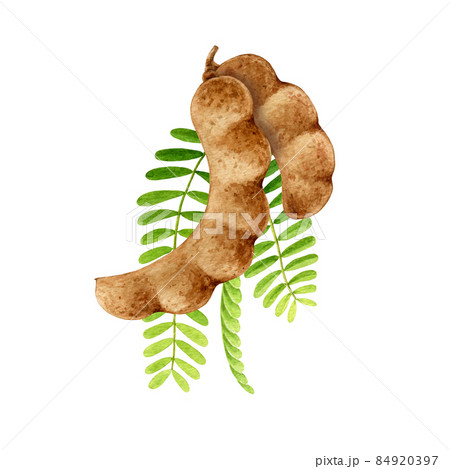 Tamarind Black and White Stock Photos & Images - Alamy