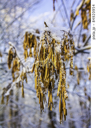 A maple branch with bunches of dry yellow seeds powdered with light snow A maple branch with bunches of dry yellow seeds powdered with light snow 84920954