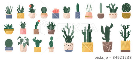Trendy set of home cute cacti plants in flowerpots pack icons. Collection of mini cacti succulent plants and tall home decor cactus in pots modern illustrations. Flat cartoon swiss trend graphic style 84921238