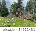 Engalm Valley at Karwendel mountains in Austriaia 84921431