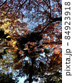 紅葉した木々とシュロの木のシルエット 84923918