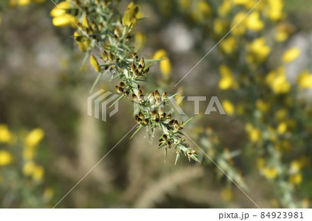 Common gorse Common gorse 84923981