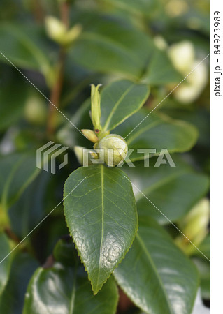 Camellia Brushfields Yellow 84923989