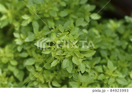 Bush basil 84923993