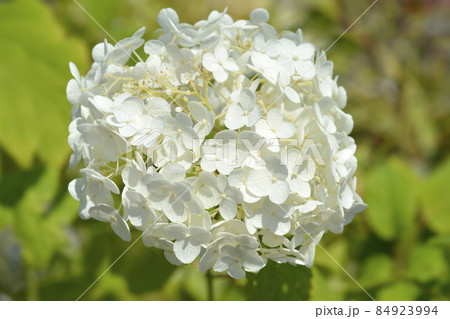 Smooth hydrangea Annabelle Smooth hydrangea Annabelle 84923994