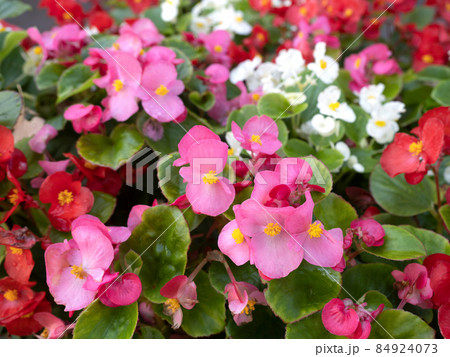 ベゴニアの花 84924073