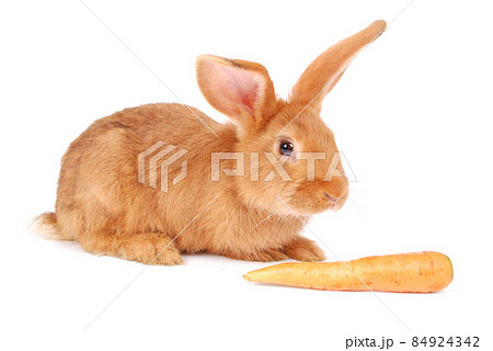 Little orange rabbit eating a carrot Little orange rabbit eating a carrot 84924342