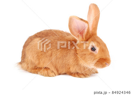 Little orange rabbit Little orange rabbit 84924346