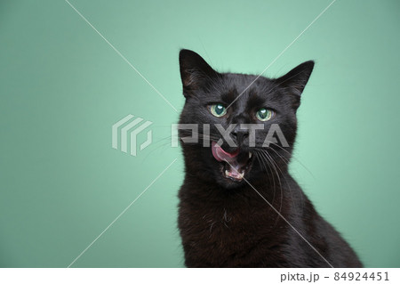 hungry black cat with mouth open licking lips on green background 84924451