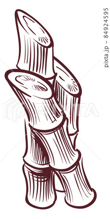 Sugarcane stems sketch. Ink drawn sugar plant 84924595