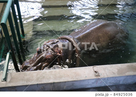 【リニューアル後、2021年】徳山動物園、周南市動物園、山口県周南市 【リニューアル後、2021年】徳山動物園、周南市動物園、山口県周南市 84925036