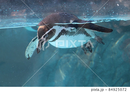 【リニューアル後、2021年】徳山動物園、周南市動物園、山口県周南市 【リニューアル後、2021年】徳山動物園、周南市動物園、山口県周南市 84925072