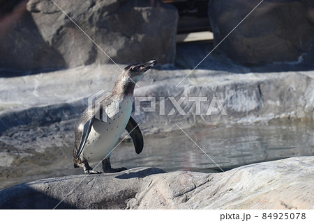 【リニューアル後、2021年】徳山動物園、周南市動物園、山口県周南市 84925078