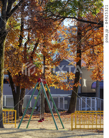 紅葉した公園のモミジバスズカケノキ 84925321