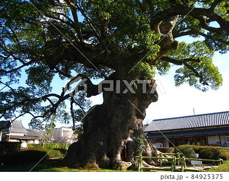 川古の大楠 【佐賀県武雄市】 川古の大楠 【佐賀県武雄市】 84925375