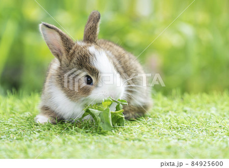 Adorable baby rabbit white brown eating vegetable while sitting on green grass over bokeh nature 84925600