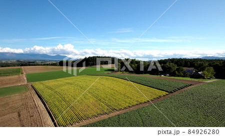 北海道美瑛町のパッチワークの丘 北海道美瑛町のパッチワークの丘 84926280