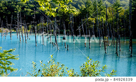 北海道美瑛町の青い池 84926339