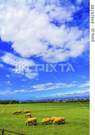 羊ヶ丘展望台の羊 北海道観光 札幌市 羊ヶ丘展望台の羊 北海道観光 札幌市 84926780