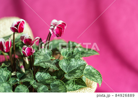 Houseplant cyclamen with purple pink flowers and green leaves in a ceramic flower pot. 84926889
