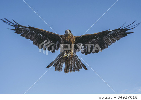 空を飛ぶとんび 84927018