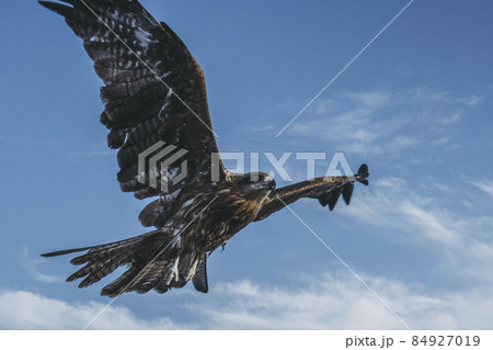 空を飛ぶとんび 84927019