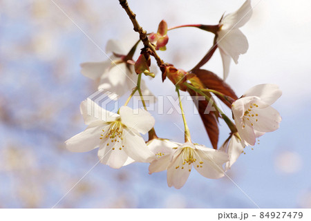 サクラ（山桜,ヤマザクラ）の開花する様子がとても微笑ましい 84927479