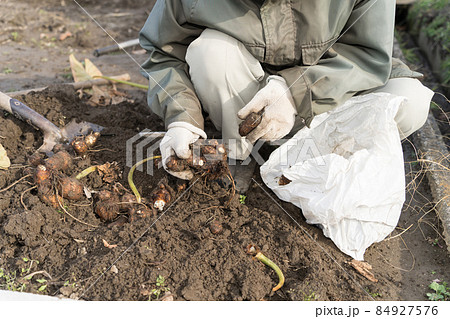 掘った里芋を袋詰めしている農夫 84927576