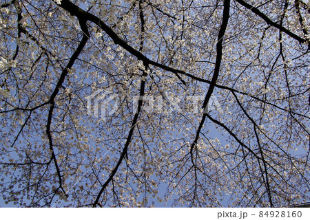 満開に咲いた桜の枝ぶりが青空に映えて美しい 84928160