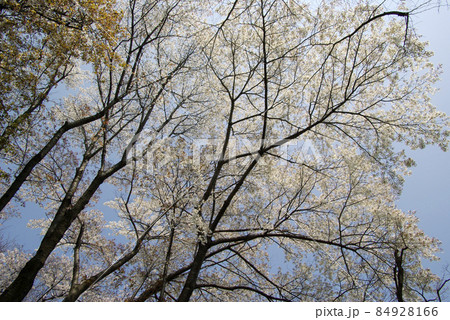 満開に咲いた桜の枝ぶりが青空に映えて美しい 84928166