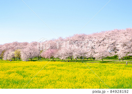 権現堂桜堤 84928192