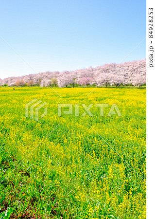 権現堂桜堤 84928253
