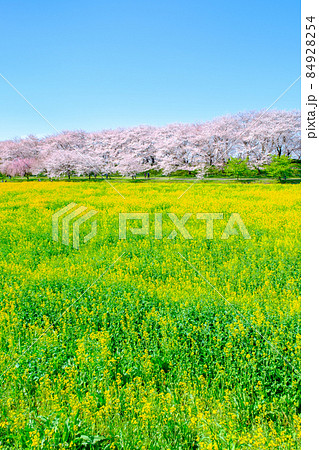 権現堂桜堤 84928254