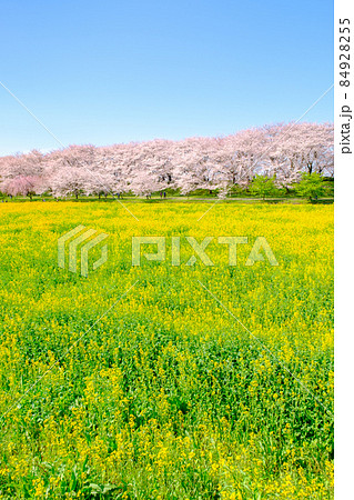 権現堂桜堤 84928255