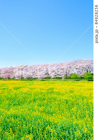 権現堂桜堤 84928256