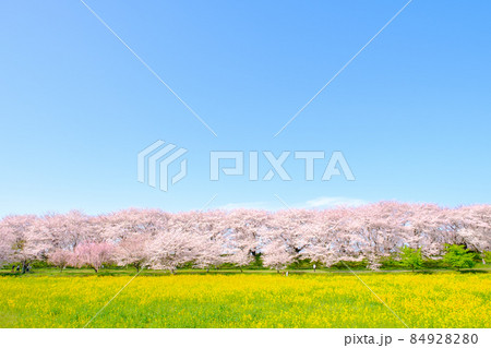 権現堂桜堤 84928280