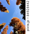 井の頭公園の紅葉、メタセコイヤを見上げる 84928442