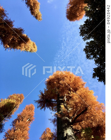 井の頭公園の紅葉、メタセコイヤを見上げる 84928442