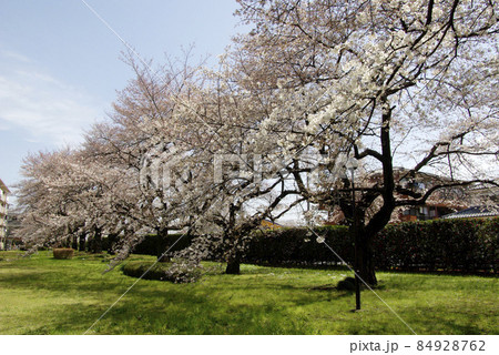 満開に咲いた桜が団地の生活に馴染だ微笑ましい風景 84928762