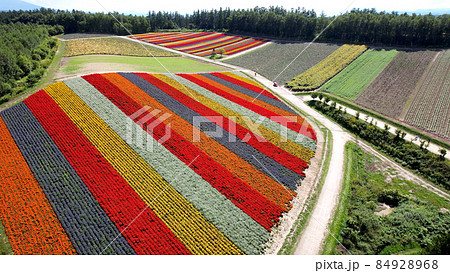北海道美瑛町の四季彩の丘 84928968