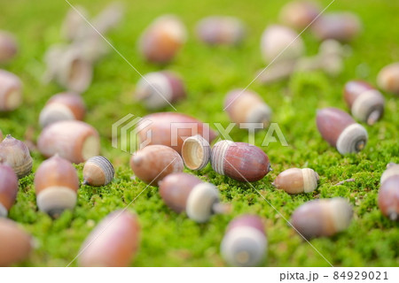 ドングリの背比べ　いやいや個性あるんだぞ 84929021