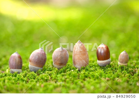 ドングリの背比べ　いやいや個性あるんだぞ 84929050